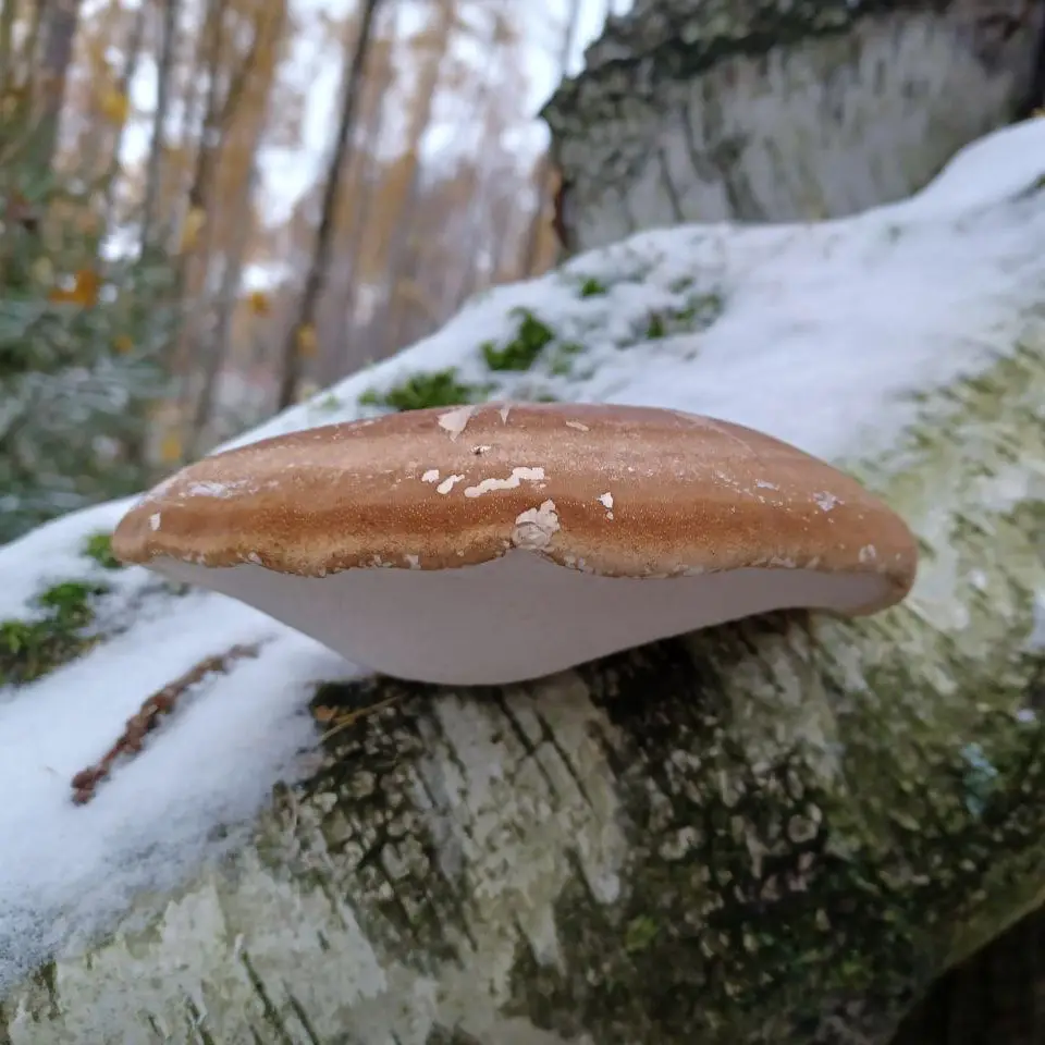 Heilpilzwanderung in Sachsen mit Michael - Heilpilz