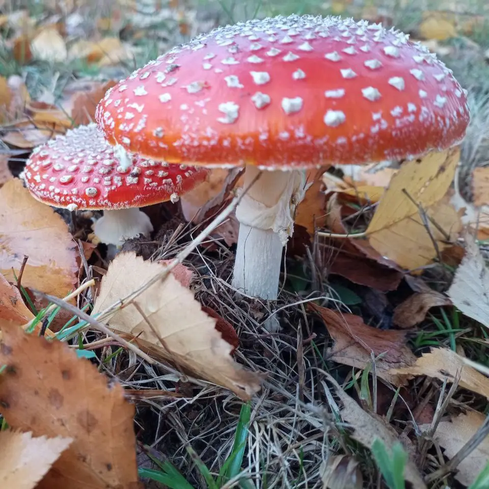 Heilpilzwanderung in Sachsen mit Michael - Fliegenpilz